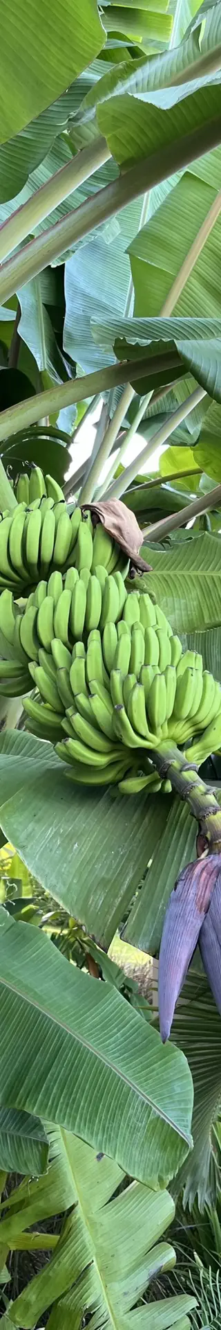Natur pur auf Praslin